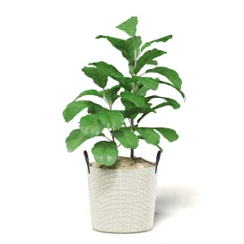 Figplant